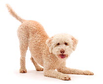 Lagotto Romagnolo dog in play-bow.