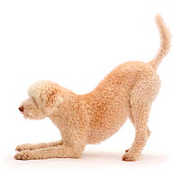 Lagotto Romagnolo dog in play-bow.