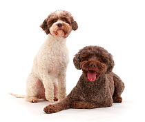 Two Lagotto Romagnolos dogs resting.