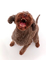 Lagotto Romagnolo dog sitting and barking.