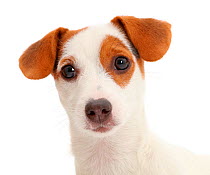 Jack Russell Terrier puppy.