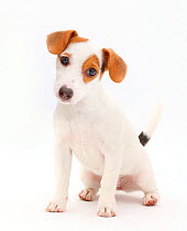 Jack Russell Terrier puppy sitting.
