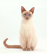 Blue-point Birman-cross cat sitting.