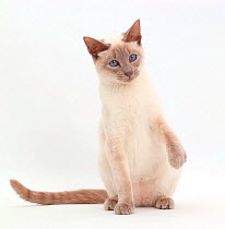 Blue-point Birman-cross cat sitting.