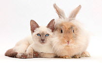Blue-point kitten with fluffy rabbit.