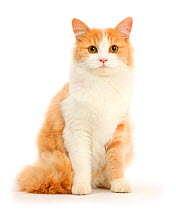 Ginger-and-white Siberian cat, age 1 year, sitting.