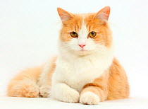 Ginger-and-white Siberian cat lying with head up.