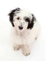 Black-and-white Cockapoo puppy.