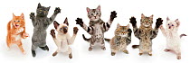 Seven cats standing on back legs,  front paws raised. Digital composite