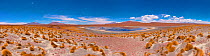 High Altiplano salt lake  with tussock grass called Paja brava (Festuca orthophylla). Bolivia. December 2016.