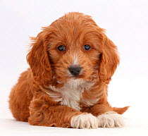 Red Toy Cockapoo puppy.