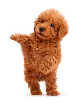 Red Toy labradoodle puppy jumping up.