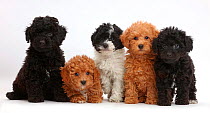 Five Toy labradoodle puppies in a row.