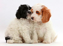 Black-and-white toy Labradoodle puppy with red-and-white Cockapoo puppy.