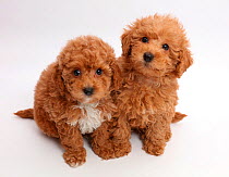 Red Toy labradoodle puppies.