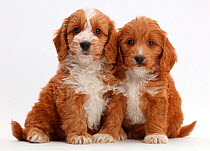 Two Red Toy Cockapoo puppies.