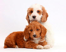 Two Red-and-white Cockapoo puppies.