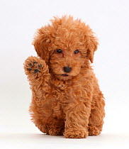 Red Toy labradoodle puppy raising paw.