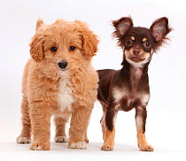 Chocolate-and-tan Chihuahua with Cavapoo puppy.