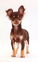 Chocolate-and-tan Chihuahua standing.