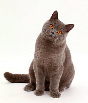 Blue British Shorthair cat sitting.