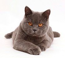 Blue British Shorthair cat.