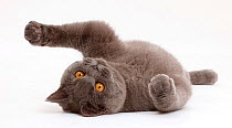 Blue British Shorthair cat lying on his back.