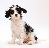 Black-and-white Cavapoo puppy, age 13 weeks, looking surprised.