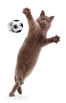 Blue British Shorthair cat leaping and playing  with outstretched arms. Composite image with digital football art.