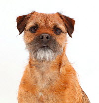 Border Terrier bitch, age 2 years.