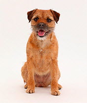 Border Terrier bitch, age 2 years, sitting.