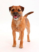 Border Terrier bitch, age 2 years, standing.