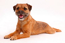 Border Terrier bitch, age 2 years, lying stretched out.
