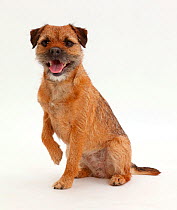 Border Terrier bitch, age 2 years, sitting with raised paw.