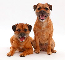 Border Terrier bitches, sitting together.