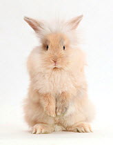 Beige  rabbit standing on hind legs.