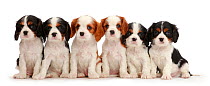 Six Cavalier King Charles Spaniel puppies, four tricolour and two blenheim colours. sitting in a row.