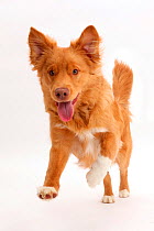 Nova Scotia Duck Tolling Retriever dog, age 6 months, leaping forward.