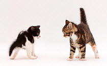 Black and white kitten and tabby and white kitten playing.