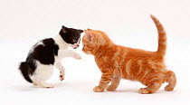 Black-and-white kitten trying to play with ginger kitten.