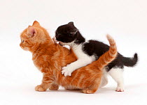 Black-and-white kitten playfully attacking ginger kitten.