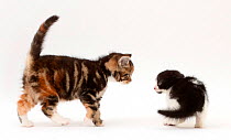 Black-and-white kitten frightened by tabby kitten.