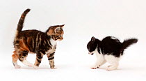 Black-and-white kitten playing with tortoiseshell-tabby kitten..