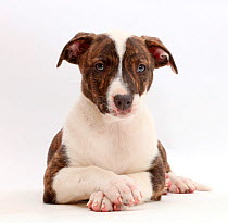 Brindle-and-white Lurcher puppy, age 8 weeks, with crossed paws.