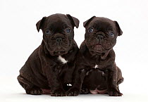 French Bulldog puppies, age 5 weeks.