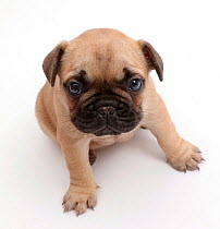 French Bulldog puppy, age 5 weeks.
