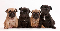 Four French Bulldog puppies sitting in a row / line, age 5 weeks