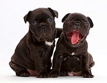 French Bulldog puppies, age 5 weeks, one yawning.