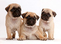 Three pug puppies.