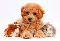 Cavachondoodle puppy and Guinea pigs.